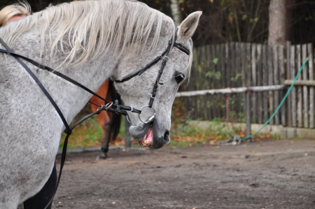 20121103_121603_DSC_0403