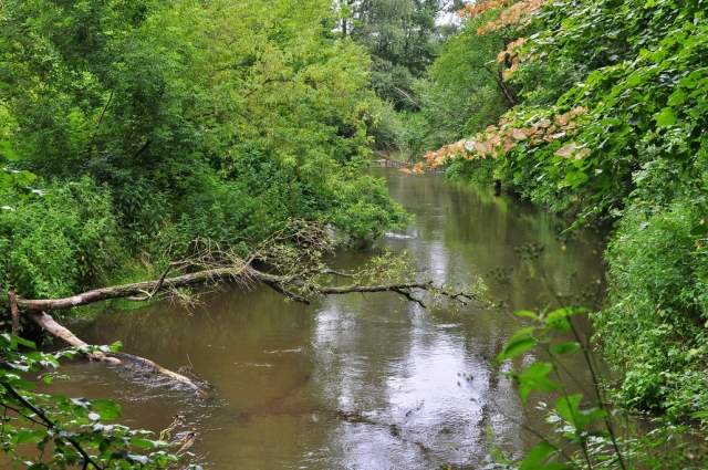 20090706_154004_DSC_1443