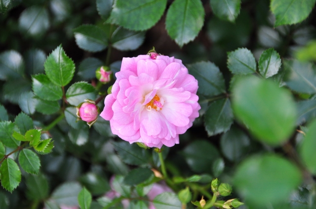 20090629_172748_DSC_0919