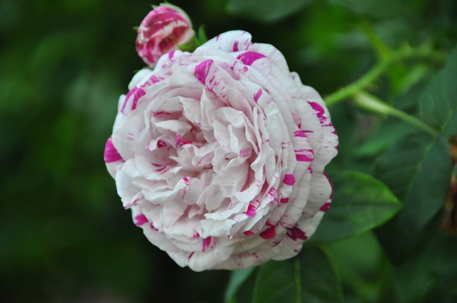 20090629_172931_DSC_0923