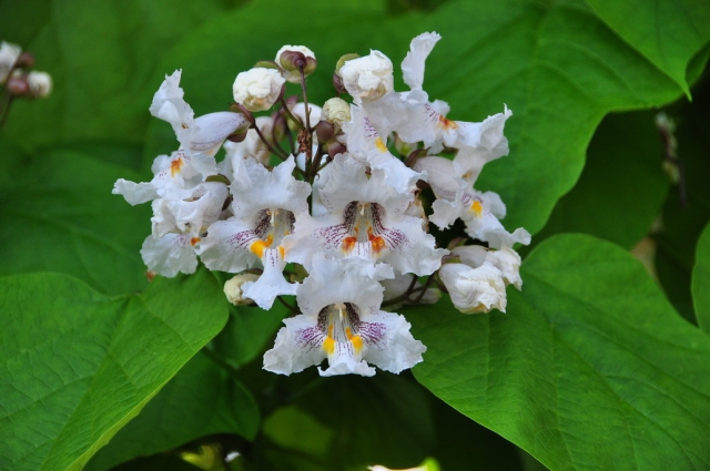 20090629_174503_DSC_0935