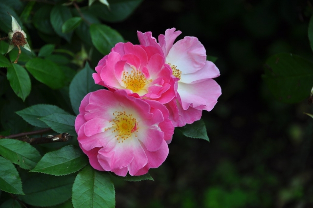 20090705_114839_DSC_1410