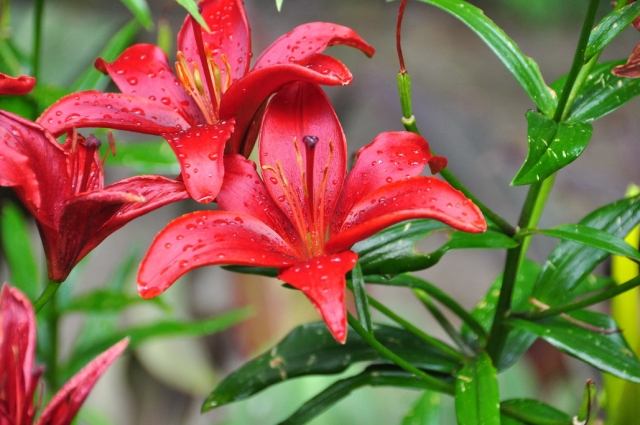 20090705_130209_DSC_1432