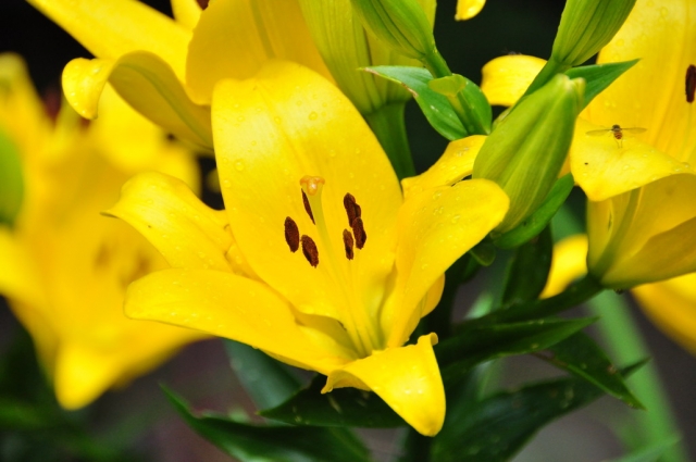 20090705_130217_DSC_1433