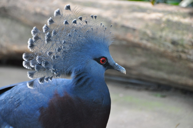 20090701_152845_DSC_1136