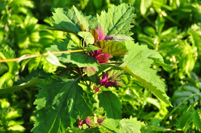 20090629_172542_DSC_0915