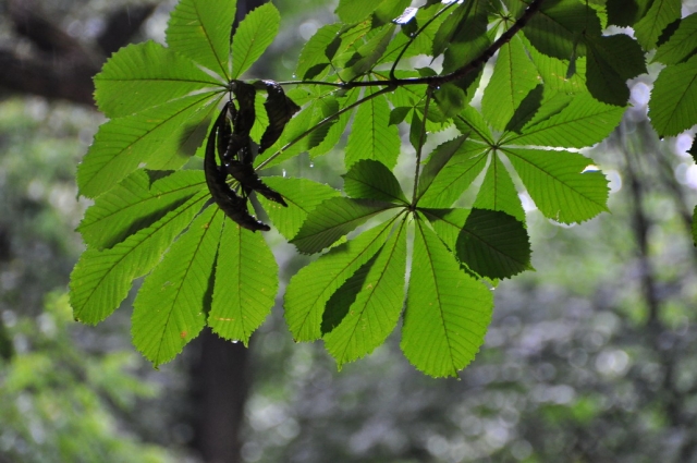 20090705_121552_DSC_1426